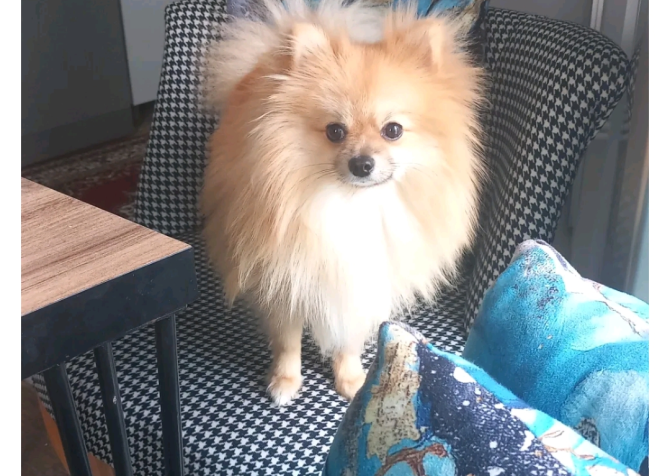 Pomeranain